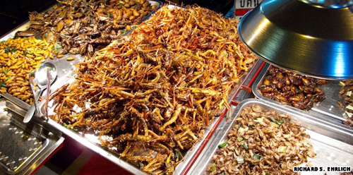 insects fried