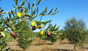 extra virgin olive oil น้ำมันมะกอก บริสุทธิ์ พิเศษ