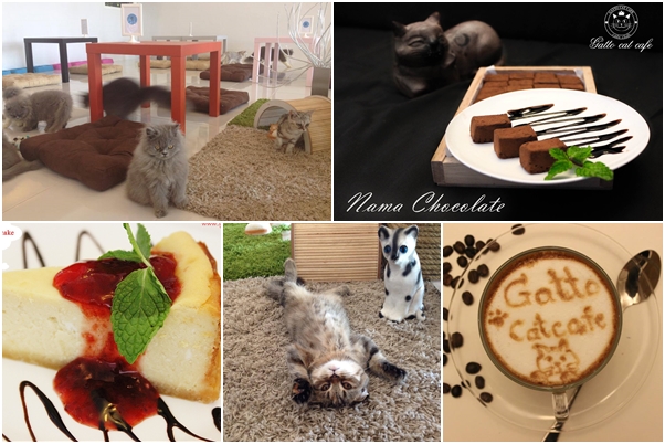 คาเฟ่แมว