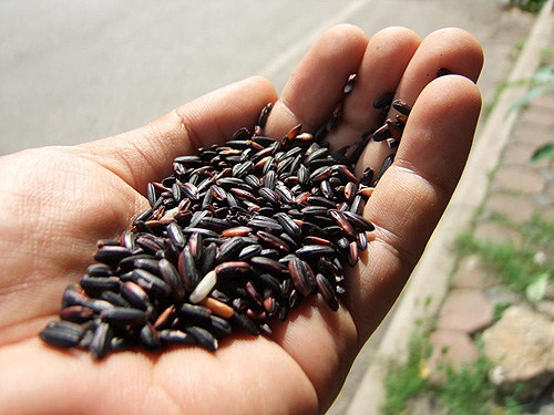 ข้าวลืมผัว