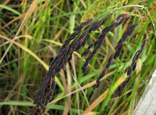 ข้าวลืมผัว