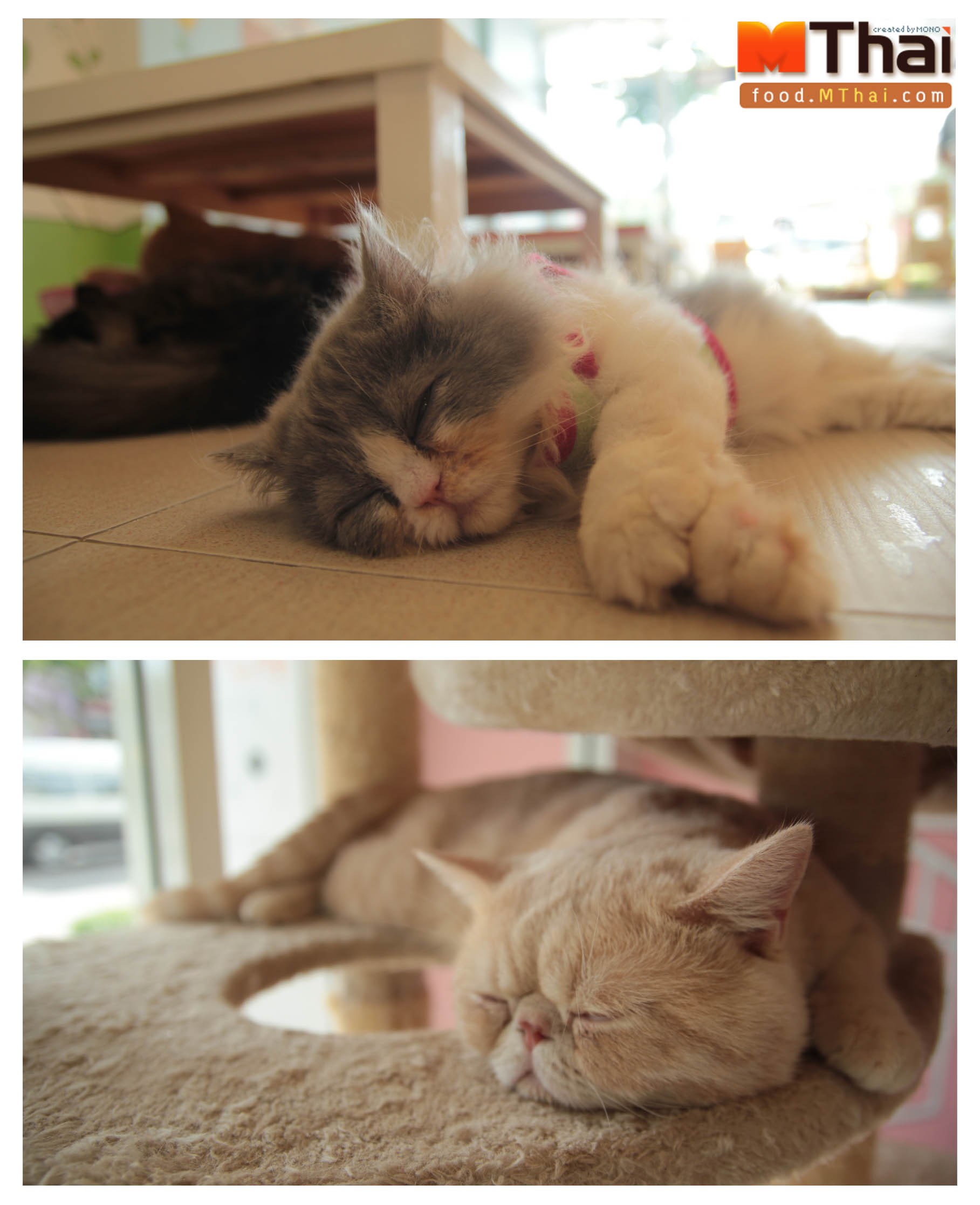 cat-cafe-sleeping