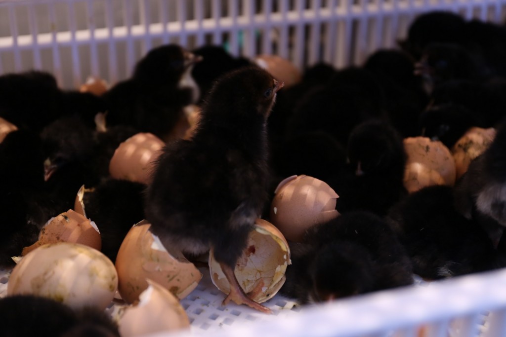 กระบวนการฟักไข่ของไก่บ้านตะนาวศรี