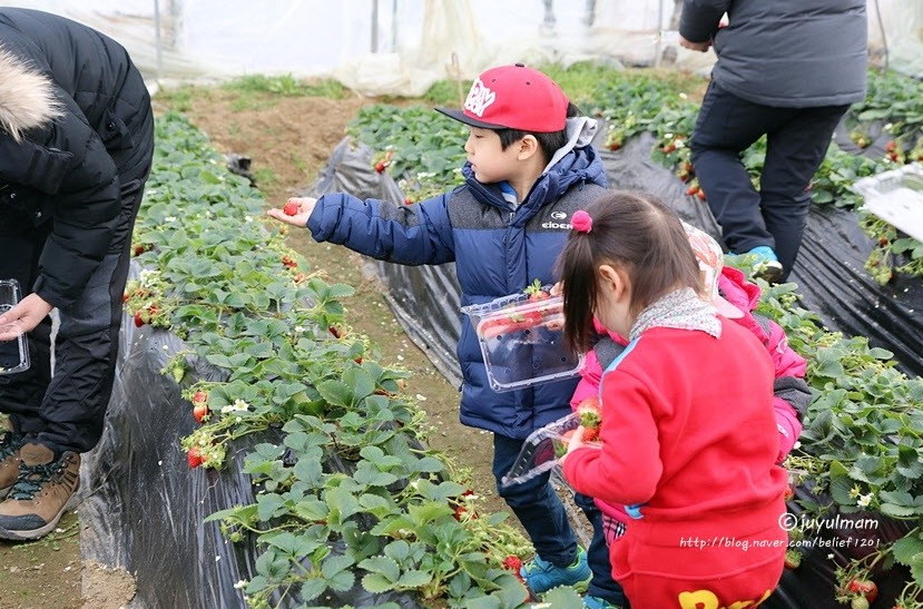 Yangpyeong Strawberry Festival 10