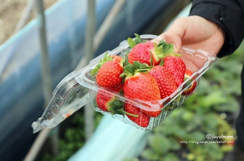 Yangpyeong Strawberry Festival 11