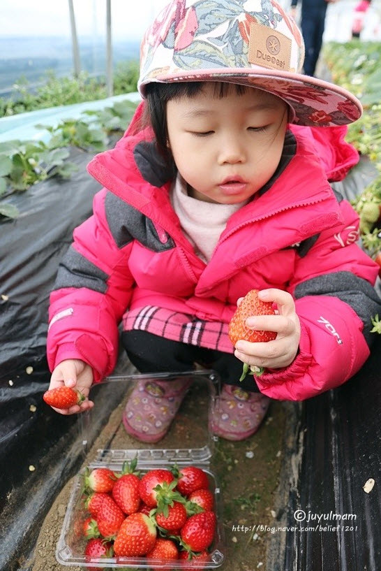 Yangpyeong Strawberry Festival 14